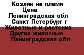 Козлик на племя  › Цена ­ 5 000 - Ленинградская обл., Санкт-Петербург г. Животные и растения » Другие животные   . Ленинградская обл.